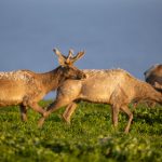 探索《用心棒》:黑泽明经典电影的深层意义与影响 ewjltxr